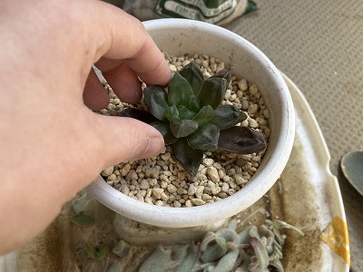 ハオルチアの植え替え中