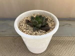 植え替え後のハオルチア