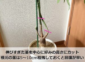 パキラの切り戻し