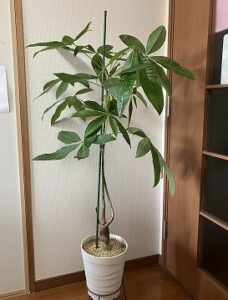 剪定前のパキラ