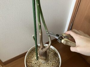 パキラの剪定中