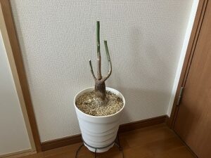 剪定後のパキラ