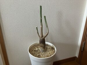 剪定後のパキラ
