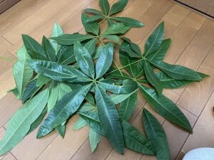 剪定で出たパキラの葉っぱ
