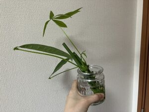 パキラの水差し