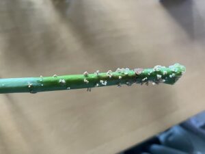 パキラの水差し(発根時)