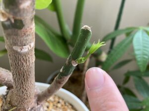 剪定後に芽吹いたパキラの脇芽