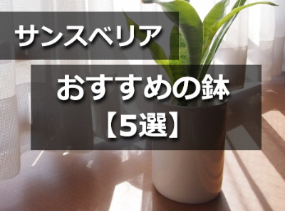 サンスベリアの鉢植え