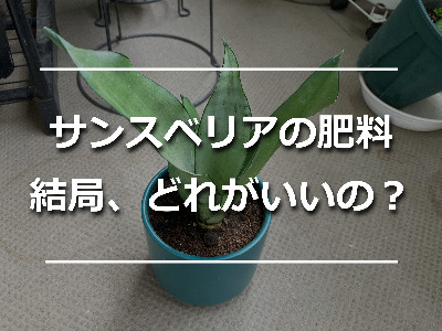 サンスベリア・ムーンライト