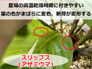 カラテアについた害虫(スリップス)