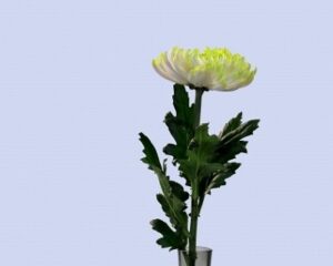 菊の花の水差し