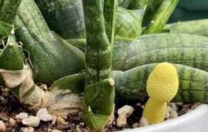 サンスベリアの脇に生えたキノコ