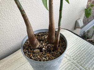 パキラの株元