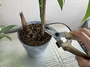 パキラの剪定中