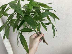剪定したパキラの枝葉