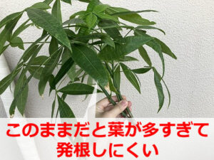 剪定で出たパキラの枝