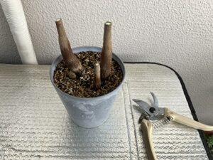 剪定後のパキラ