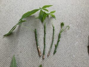 剪定で出たパキラの枝