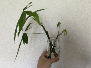 パキラの水差し