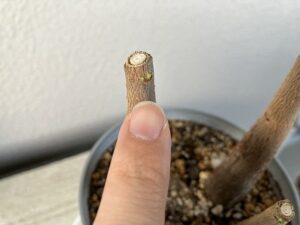 パキラの新芽