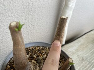 剪定から17日後のパキラ