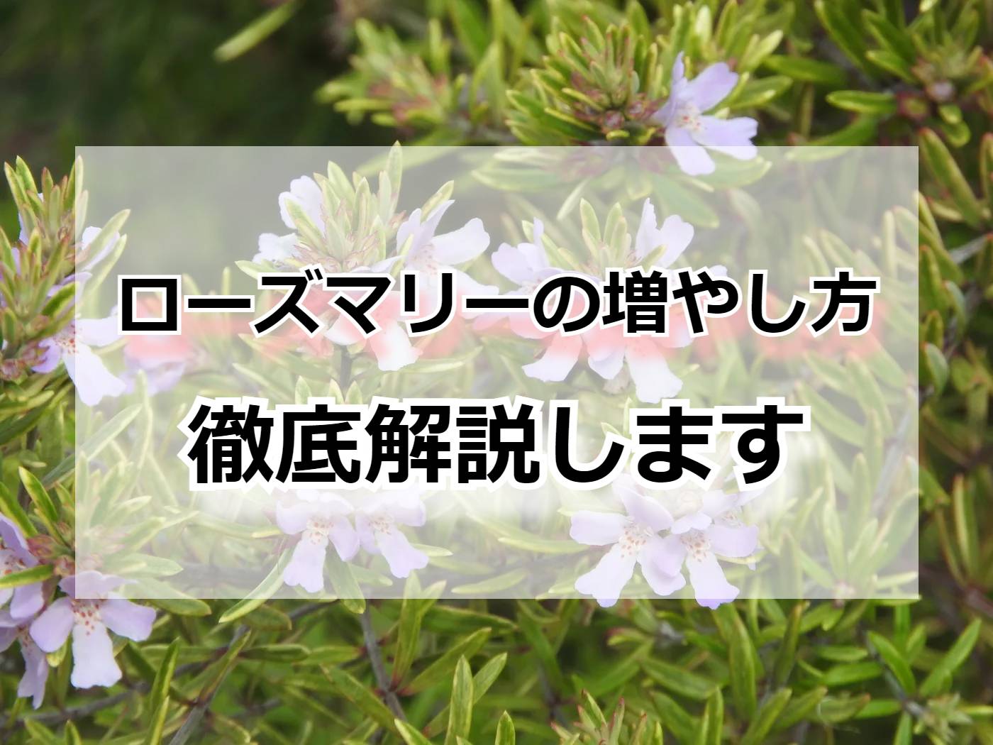 ローズマリー 増やし方を解説します 初心者でも簡単 Komame Topics