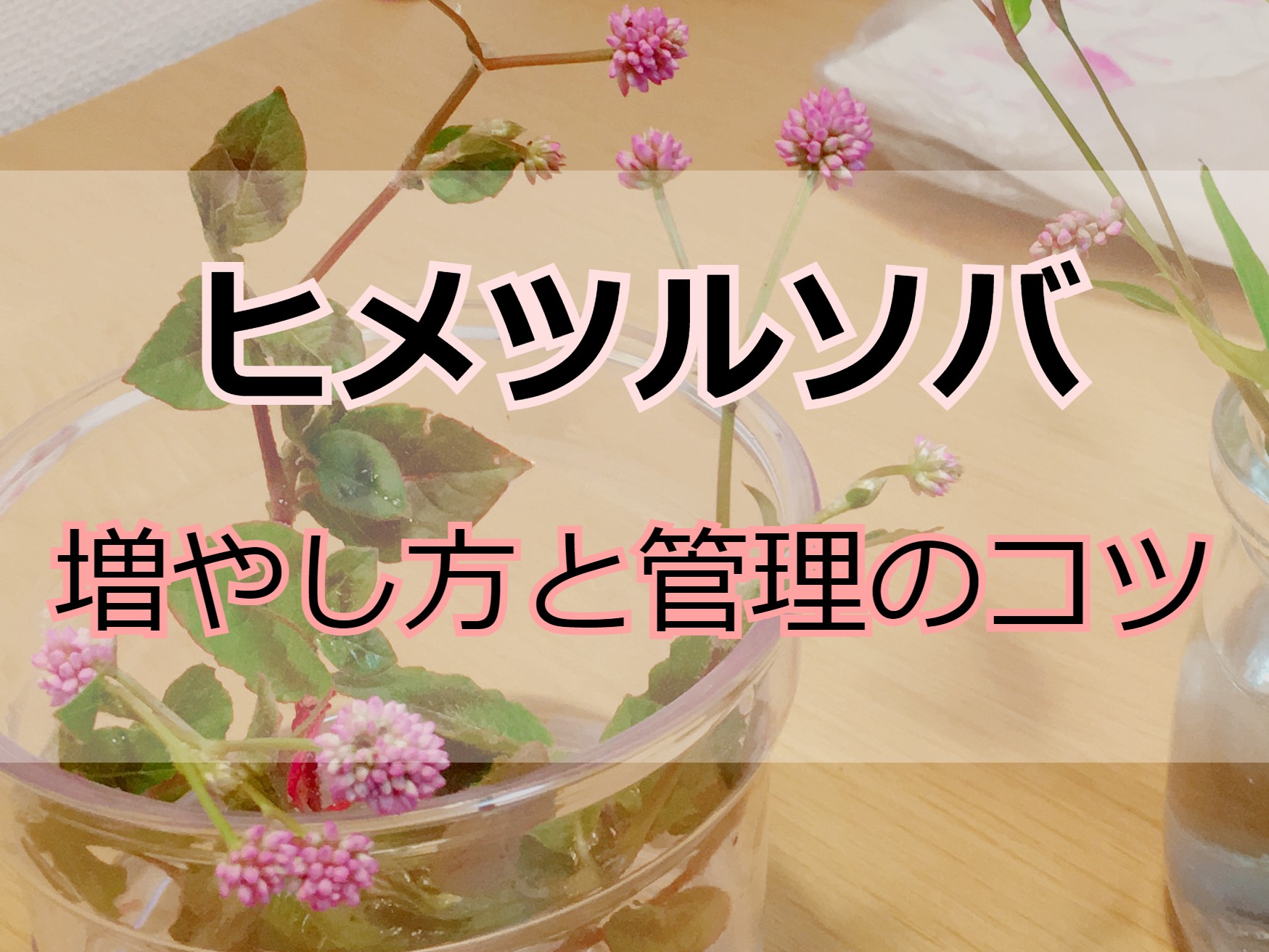 ヒメツルソバ 増やし方と管理のコツ 金平糖の花 Komame Topics