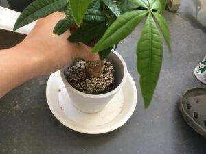 パキラの植え替え