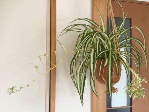 子株のついたオリヅルラン