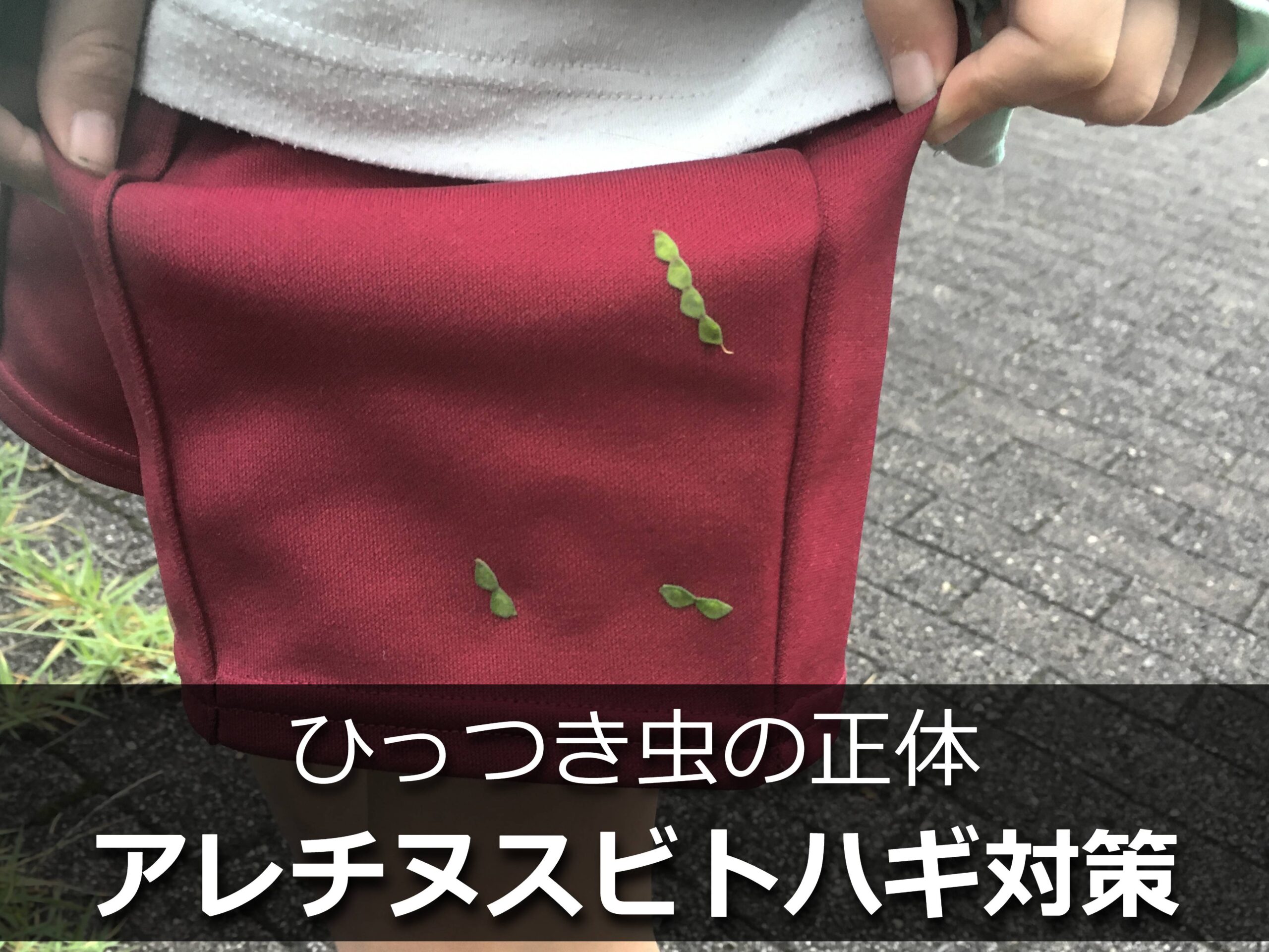 ズボンについたひっつき虫(アレチヌスビトハギの種子)