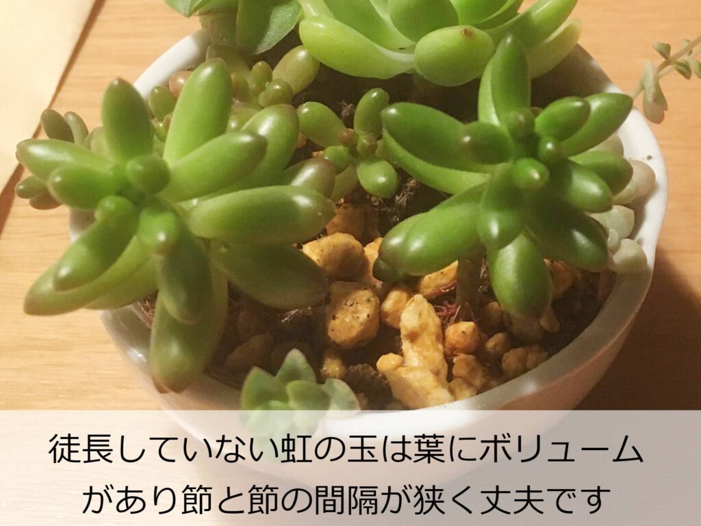 徒長していない多肉植物