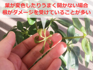 カポックの枯れそうな新芽