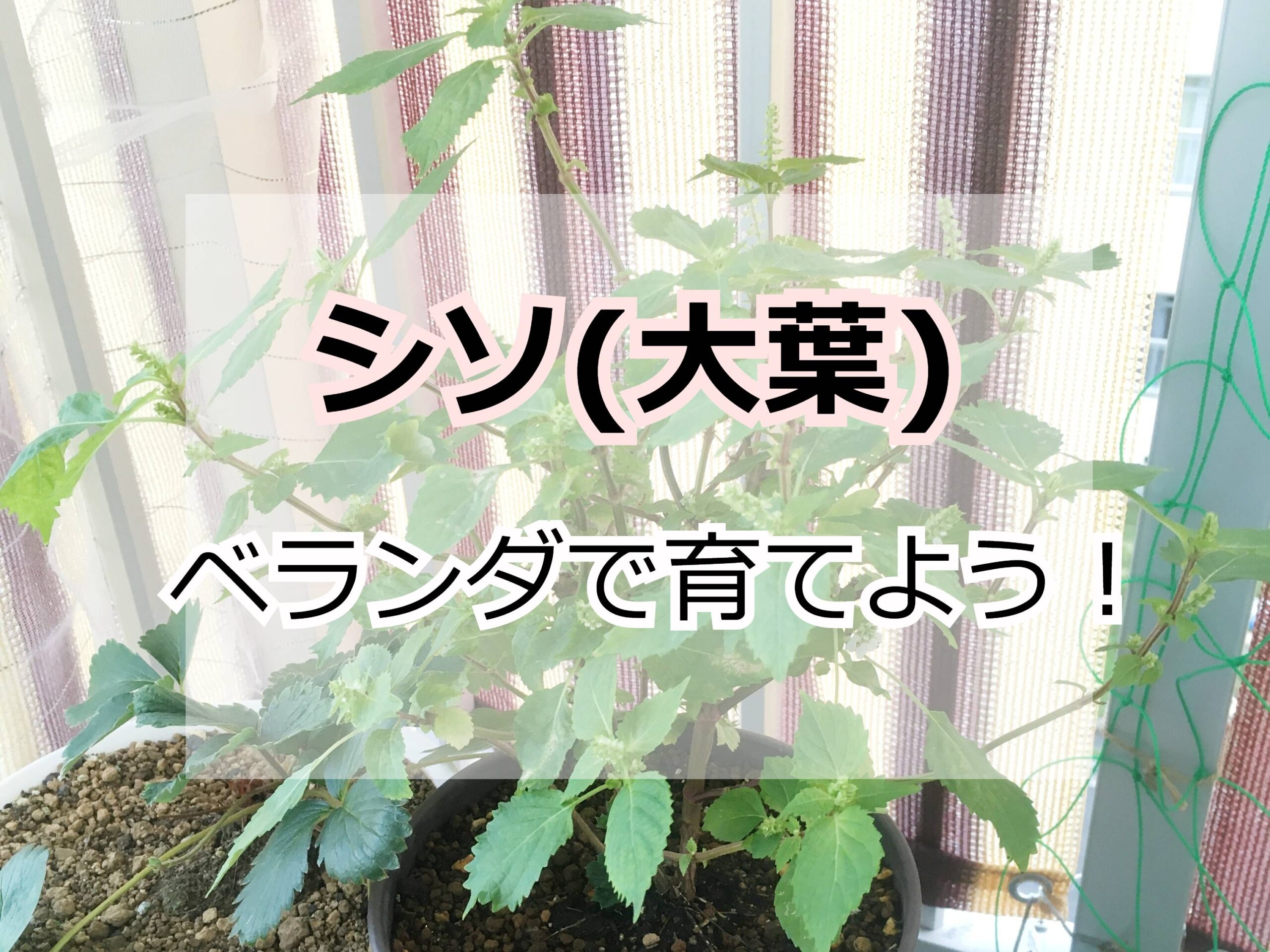 シソをベランダで鉢植えで育てる方法を解説 Komame Topics