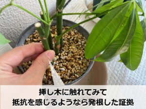 パキラの挿し木に触れる