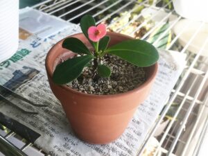 開花したハナキリンの挿し木