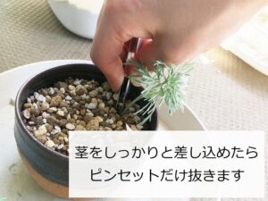 アサギリソウの挿し木