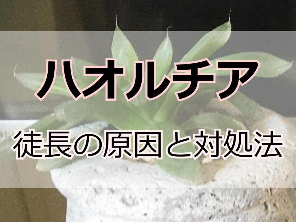 ハオルチア 徒長の原因と予防法をご紹介します 多肉 Komame Topics ハオルチア 徒長の原因と予防法をご紹介します 多肉 Komame Topics
