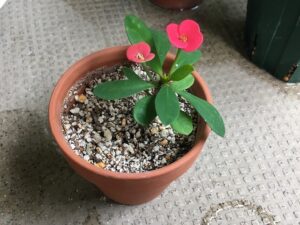 2個目の花が開花した挿し木のハナキリン