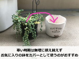 植え替え前のグリーンネックレス