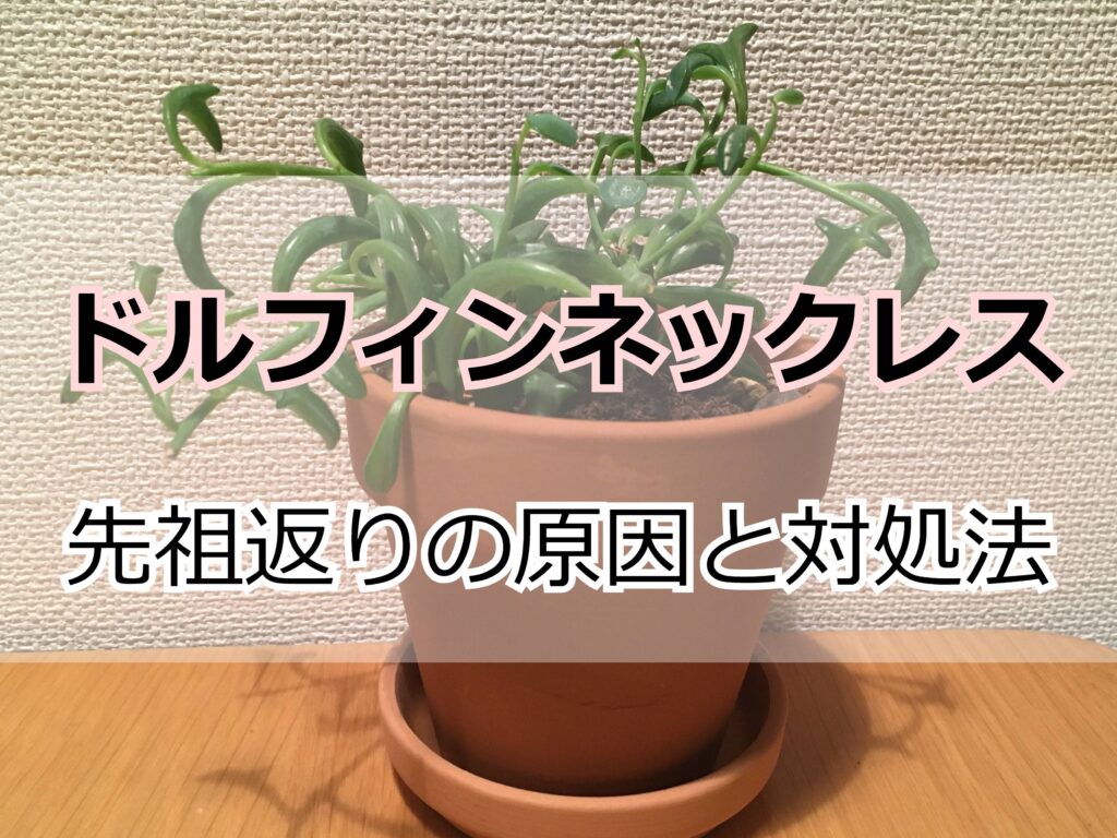 ドルフィンネックレスの先祖返り 原因は 育て方のコツも Komame Topics ドルフィンネックレスの先祖返り 原因は 育て方のコツも Komame Topics