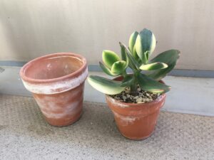 植え替え前のカネノナルキ