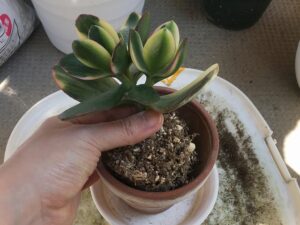 カネノナルキを植え付ける