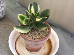 植え替え後のカネノナルキ