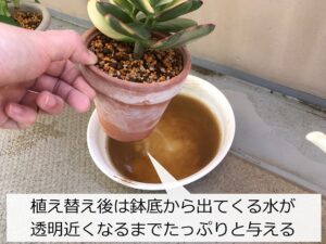 植え替え後の水やり