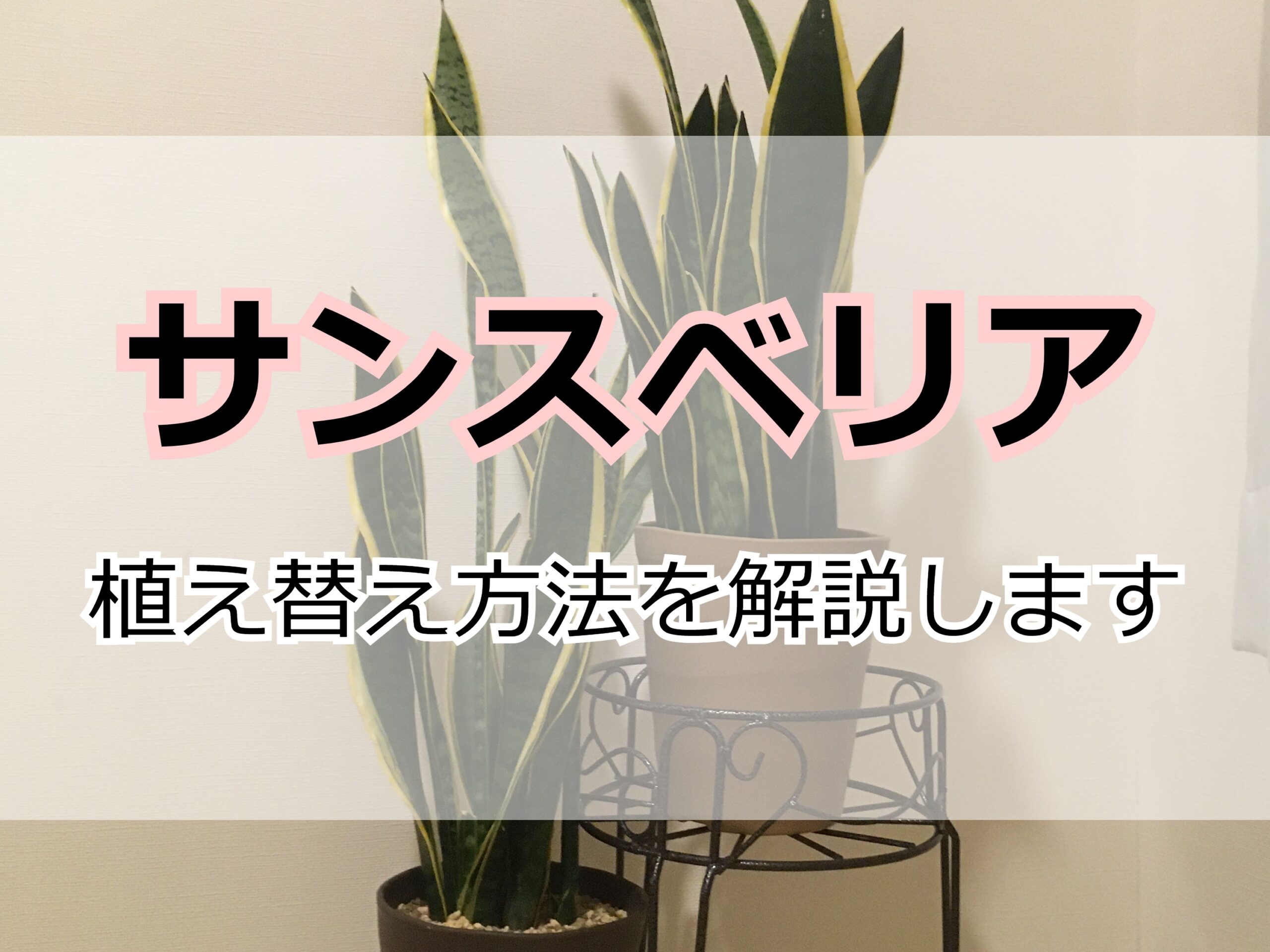 サンスベリア 植え替え方法とコツ 写真で解説 Komame Topics