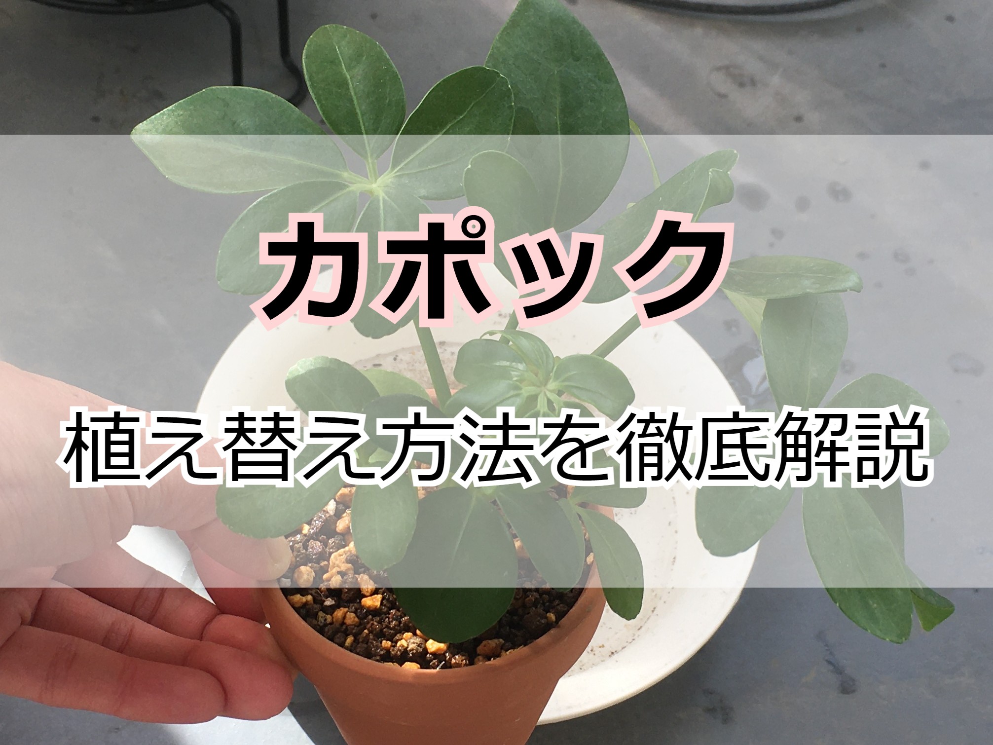 カポックの植え替え方法を分かりやすく解説します Komame Topics