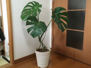 初心者におすすめの観葉植物「モンステラ」