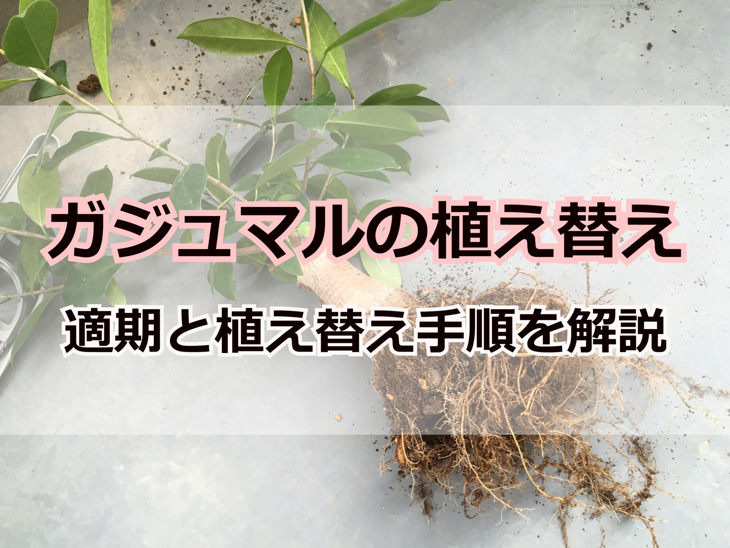 ガジュマルの植え替え中