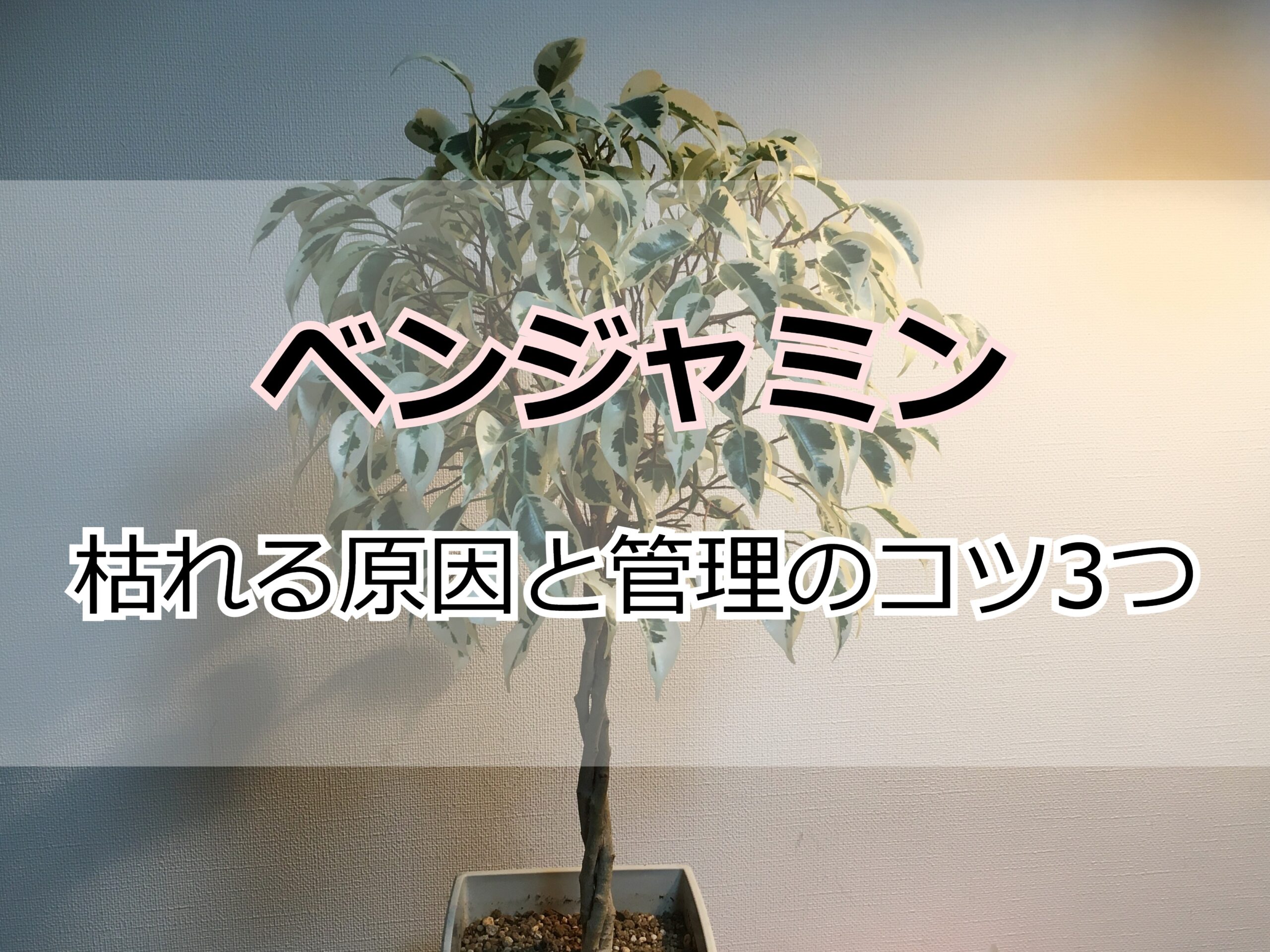 ベンジャミン 枯れ た 枝 切る