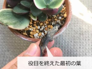 役目を終えたカネノナルキの最初の葉